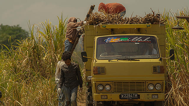 サトウキビは知っている