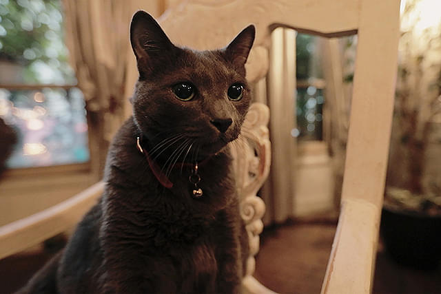 フジコ・ヘミング　永遠の音色