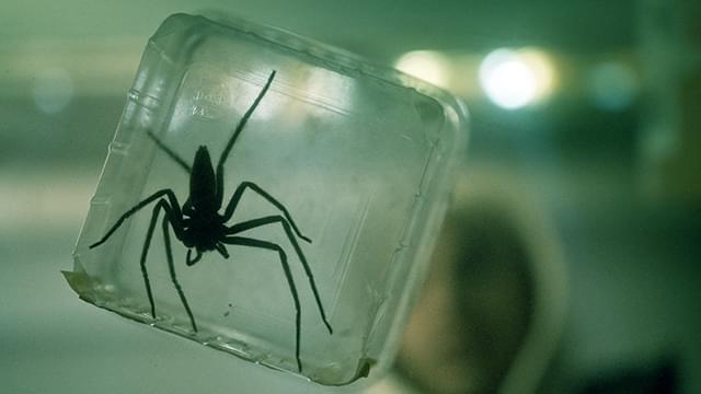 スパイダー　増殖