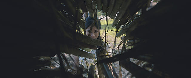 サトウキビは知っている