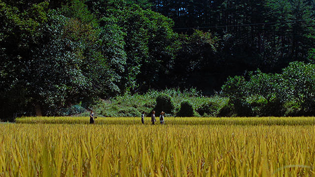 Riceboy ライスボーイ